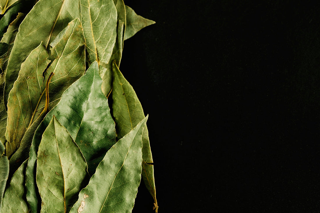 how to use chewing tobacco leaves Chewing (or Smokeless) Tobacco: A Detailed Guide – 70Cigars how to use chewing tobacco leaves Chewing (or Smokeless) Tobacco: A Detailed Guide – 70Cigars