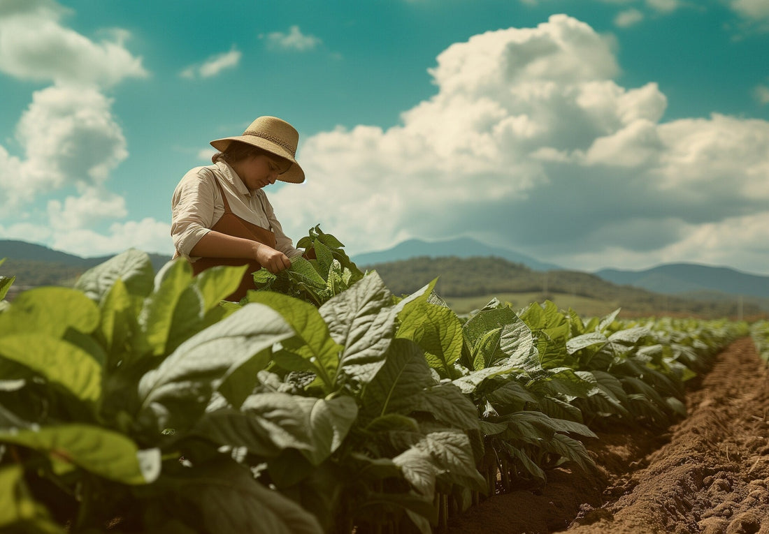 The Rich Origins of Cigars: A Journey Through History